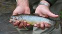 Brookie close up